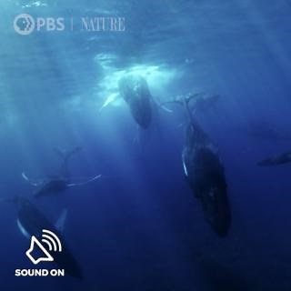 Volume on! Sound travels farther underwater and whale songs can cross an ocean. Stream "Soul of the Ocean" here: https://to.pbs.org/3JfILrZ [VID: Compilation footage of humpback whales singing in the ocean] | Nature | PBS