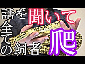 爬虫類やペットを飼育する人すべてに見て欲しいです。カーペットパイソンの治療のその後や病院について少しだけ語ります！！！！