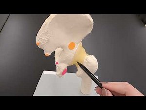 The Hip Joint - Bones and ligaments