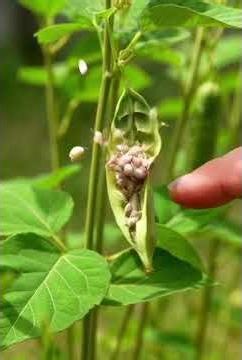 Impatiens Plant Seed Explosion – Nature’s Smart Trick!