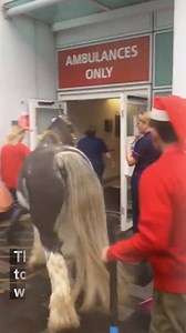 A surprise visit to the horsepital 🐴 | Metro