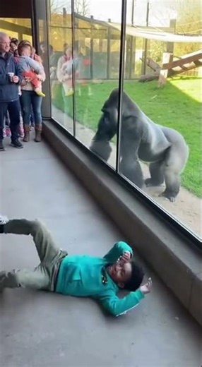 Gorilla Dance Off 😲🕺