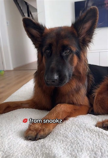Adorable German Shepherd Kisses Compilation
