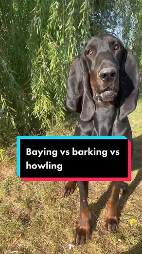 Do you know the difference between baying and howling? Let’s talk about it! #hounds #blackandtancoonhound #hounddog