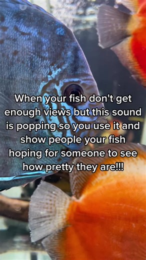 Gorgeous Discus Fish Showcase on TikTok