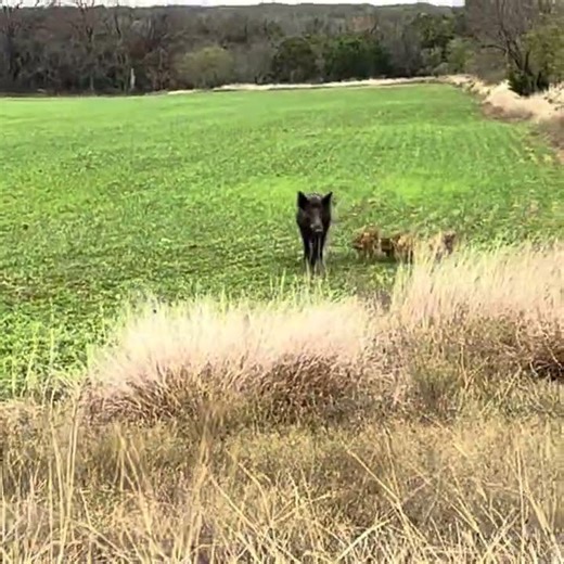 Feral Hog with Piglets Rams Through a Barbed Wire Fence in Central Texas