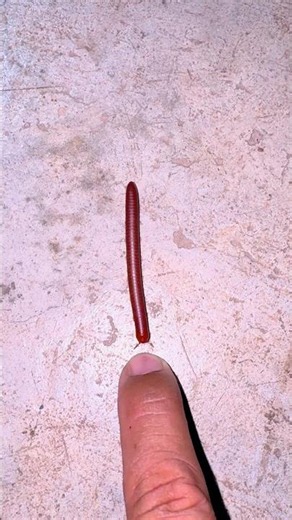 Omg ,,amazing worm 🪱.#life #insects #nature #naturelover #naturedaily #love