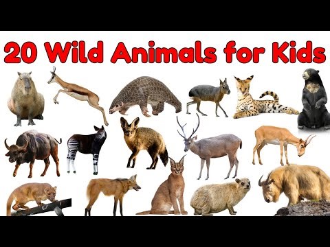 20 Amazing Wild Animals for Kids | Learn Strange and Cool Animal Names with Fun Facts!#animals #kids