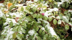 Branche de coralberry (Symphoricarpos orbiculatus ou : vidéo de stock (100 % libre de droit) 3433036557 | Shutterstock