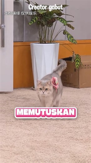 Temen majikan suka pamer #shorts #kucing #kucinglucu