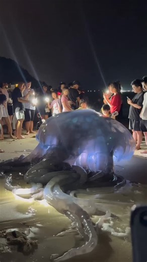Adam on Instagram: "Breaking viral footage of a Massive Bioluminescent Sea Creature Washes Ashore on Asian Beach – Crowds Stunned by Alien-Like Jellyfish Discovery #SeaCreature #BreakingNews #OceanMystery #ViralFootage #discovery"