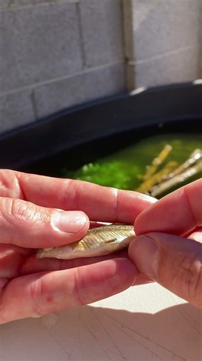 Tagging Fish with Tracking Devices 🎯🐟