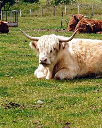 8.8K views · 544 reactions |  Nice Scottish Cattle Meet Scotland’s gentle icons — the Highland cows! Majestic horns, shaggy coats, and pure Highland charm.  #HighlandCattle #Scotland #Highlands #AmazingScotland | Amazing Scotland | Facebook