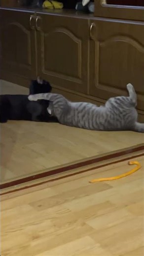 Cats fight😹💥 | Funny Wrestling Meme #cat #cat showdown #shortvideo