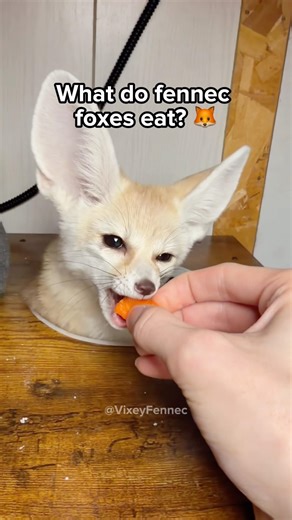 What do fennec foxes eat? 🦊🐛