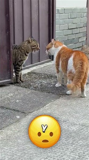 Why did a cat become friends with many penguins?