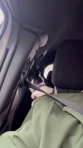 10K reactions · 1.9K shares | Barney wants to help the lion cubs#thelionking | Stephen Kelleher | Facebook