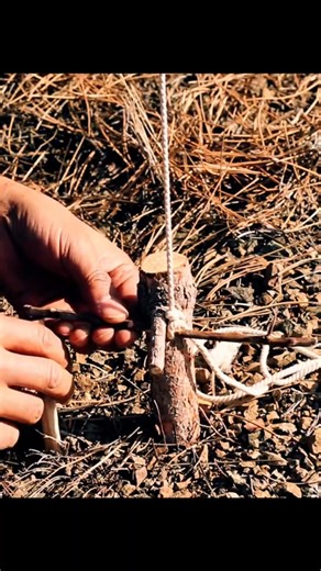 332K views · 1.6K reactions | Create simple traps in the forest #traps #survival #survivaltips | Wild survival | Facebook