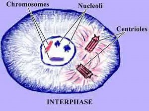 Mitosis, Overview of Stages (Whitefish Blastula slide preparation)