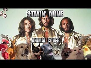 Bee Gees - Stayin' Alive (Animal Cover)