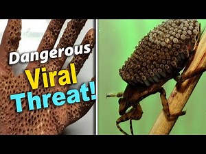 Water Bugs: The World's Most Dangerous Insect – Why You Should Stay Away!