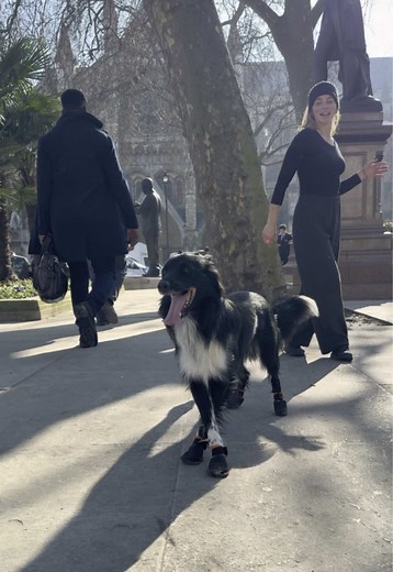 Dog Dance Routine Featuring Rhythm and Booties