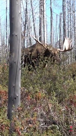 Recurve Bow Shot ON 64 Inch Wide Monster MOOSE! #moose #hunting #archery #outdoors