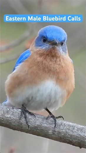 Male Bluebird Calls to Female #bluebirds