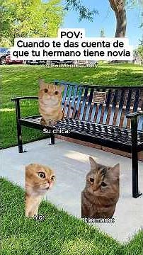 Funny cat meme 😹 When you realize your brother has a girlfriend #relatable #relationship #cat