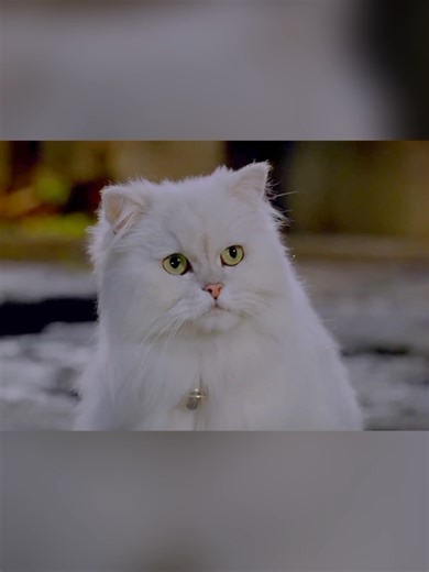 Part:14.Stuart Little 2 🐭 | Cat vs Mouse Funniest Scene 😂 #StuartLittle2 #FunnyMovieScene #CatVsMouse #FamilyComedy #MovieClips