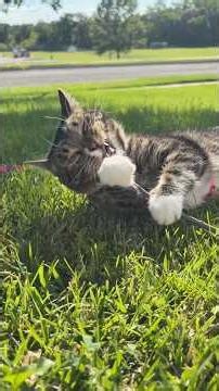 Gorgeous day full of ploops! #ploop #miketv #dwarfcat #mikey