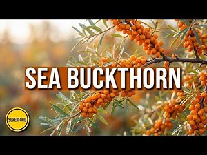 Sea Buckthorn: How to Grow This Superfood Shrub in Your Garden