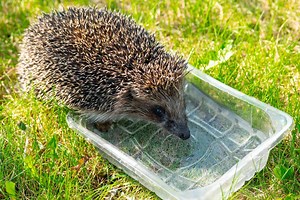 Quelques astuces pour offrir de l'eau aux hérissons et aux oiseaux pendant la canicule