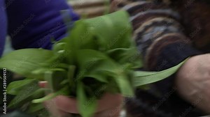 Close up of a person gathering leaves from a table, a bunching them together, and using scissors to cut them into smaller pieces into a pot