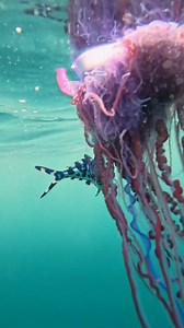 223K views · 1.1K reactions | 類 Its named after its resemblance to wooden ships used by historic navies! | Furry Tails | Facebook