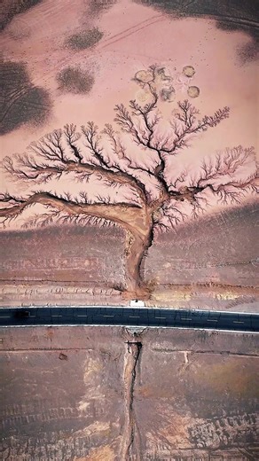 The tree of Earth, carved by nature's force. #nature #travel #china