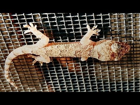 Mediterranean Gecko