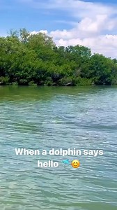 10K views · 314 reactions | Who needs a GPS at Shell Key when you’ve got a dolphin guide on your kayak ride?  | Get Up And Go Kayaking | Facebook