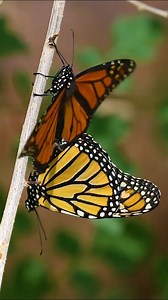 1.6K views · 66 reactions | This Mother's Day, let's transform our love into action! By planting trees, we can restore vital nesting grounds for monarch butterflies, increase climate resilience, and foster a legacy of sustainability for future generations. 李曆 Join us this Mother's Day in honouring mothers and monarchs! https://onetreeplanted.info/3vZBbNT | One Tree Planted | Facebook