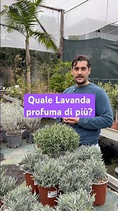 Lavanda stoechas o Lavanda angustifolia: differenze e caratteristiche