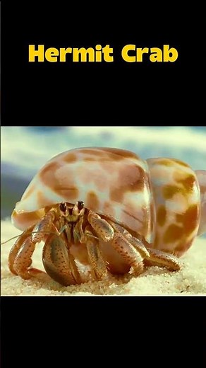 How Animals looks without their Shell | Scorpio-65