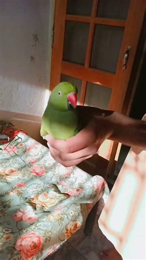 😂😂 #parrot #birds #viral #viralvideo #trending #trendingshorts