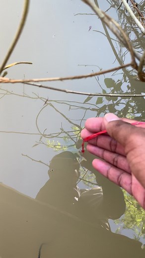 គណនីដែលបានណែនាំ