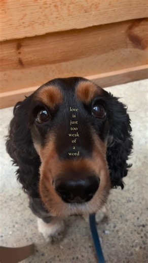 Unconditional Love for My Cocker Spaniel