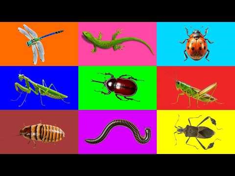 Guess the insect picture: Horn Beetle, Ladybug, Lizard, Dragonfly, Grasshopper, Mantis, Millipede