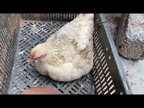 The hen broody for the first time 🥰