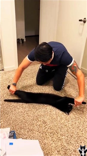 🏅MOST unpopular FUNNY CATS moments😹