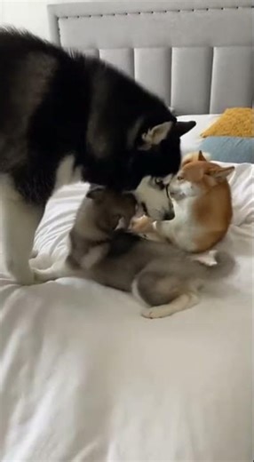 Akita Inu bullies Husky puppy until mom walks in