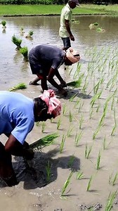 164K views · 1.8K reactions | Traditional Paddy Transplanting: Hi...