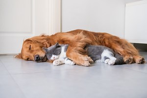 NSW: Pet Rules For Strata. Can I keep pets in a strata building?